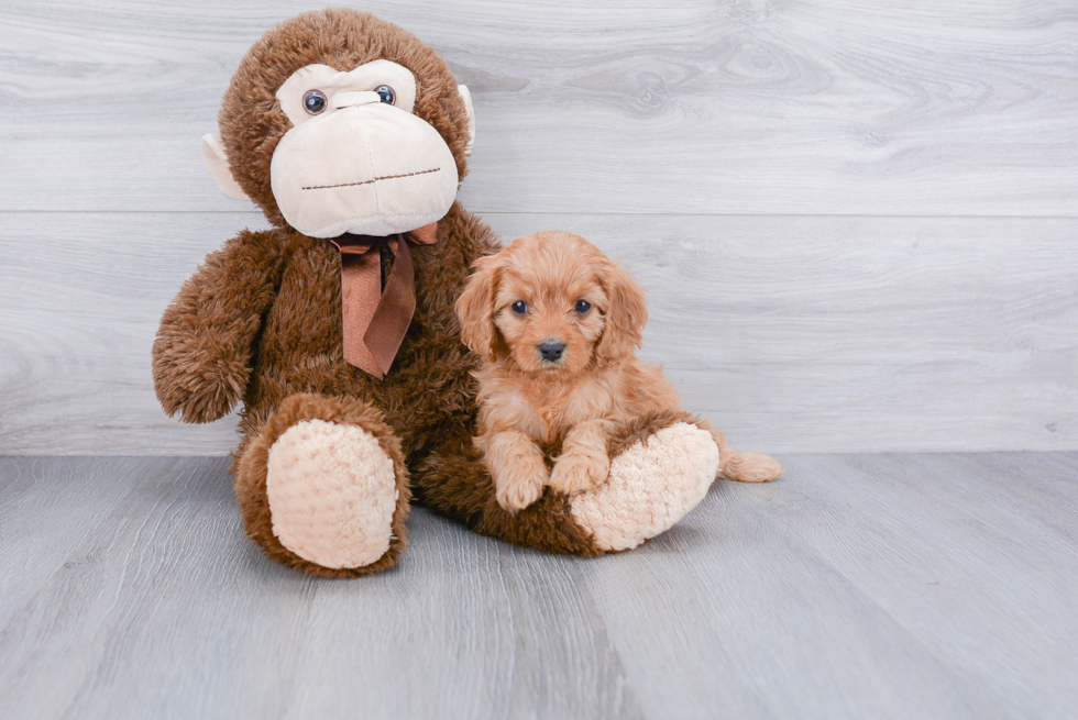 Sweet Cavapoo Baby