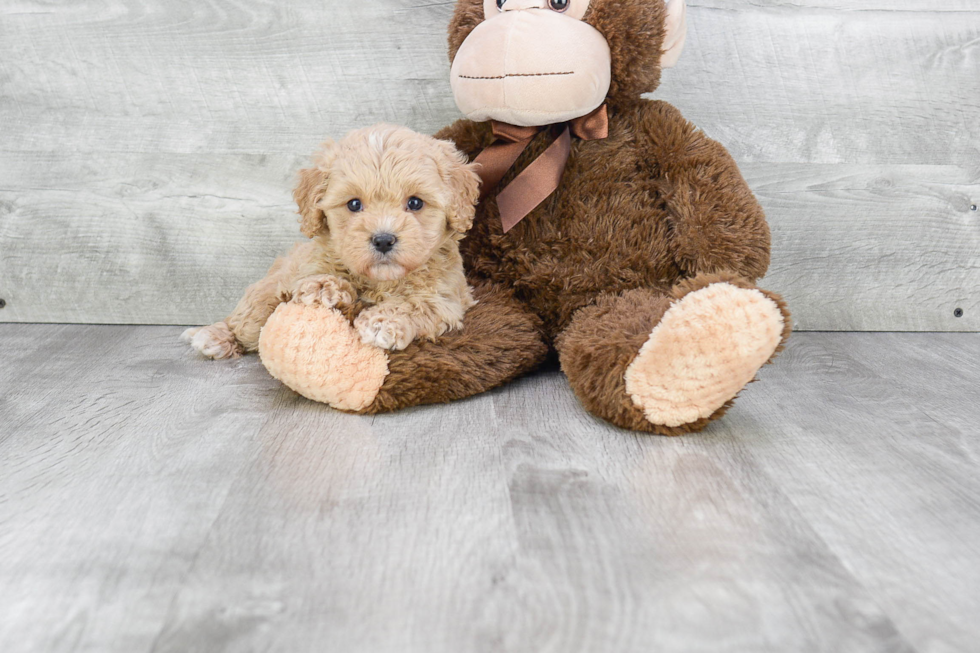 Happy Cavapoo Baby