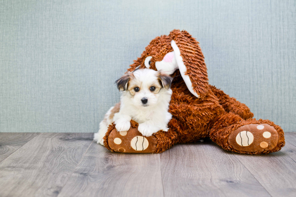 Best Morkie Baby