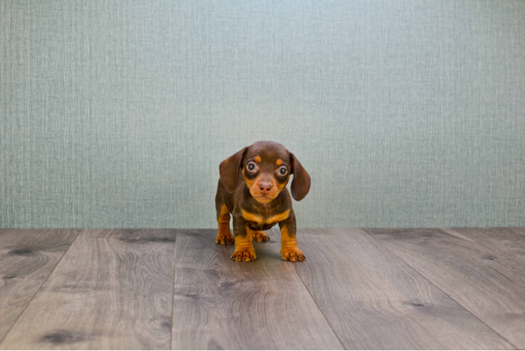 Dachshund Puppy for Adoption