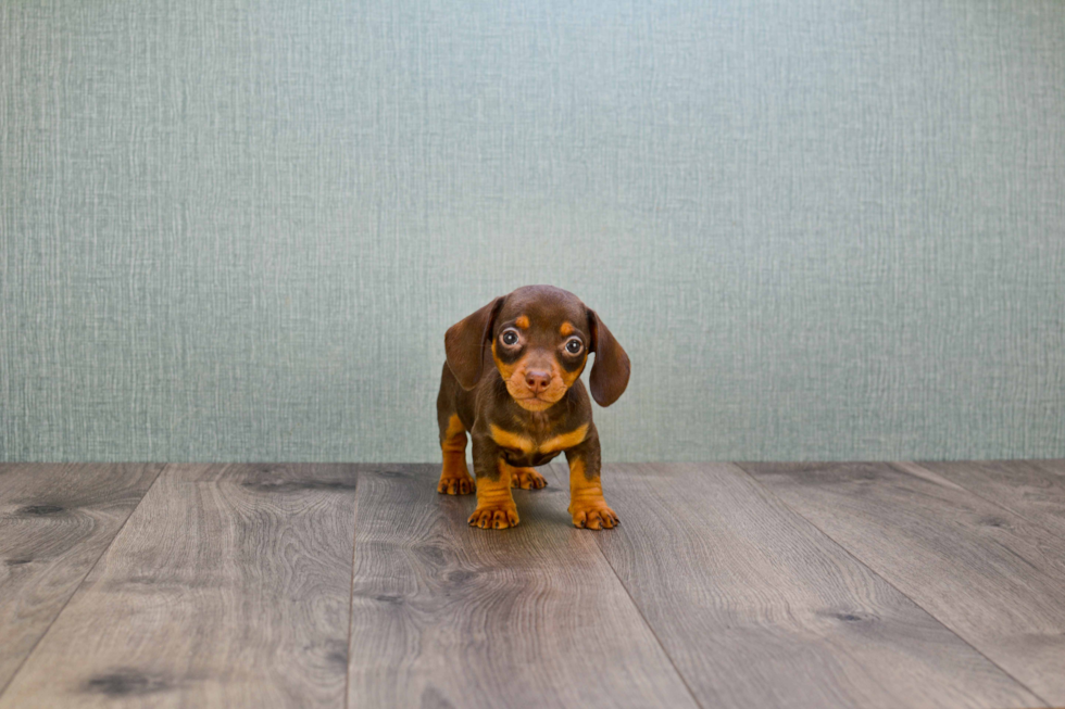 Dachshund Puppy for Adoption