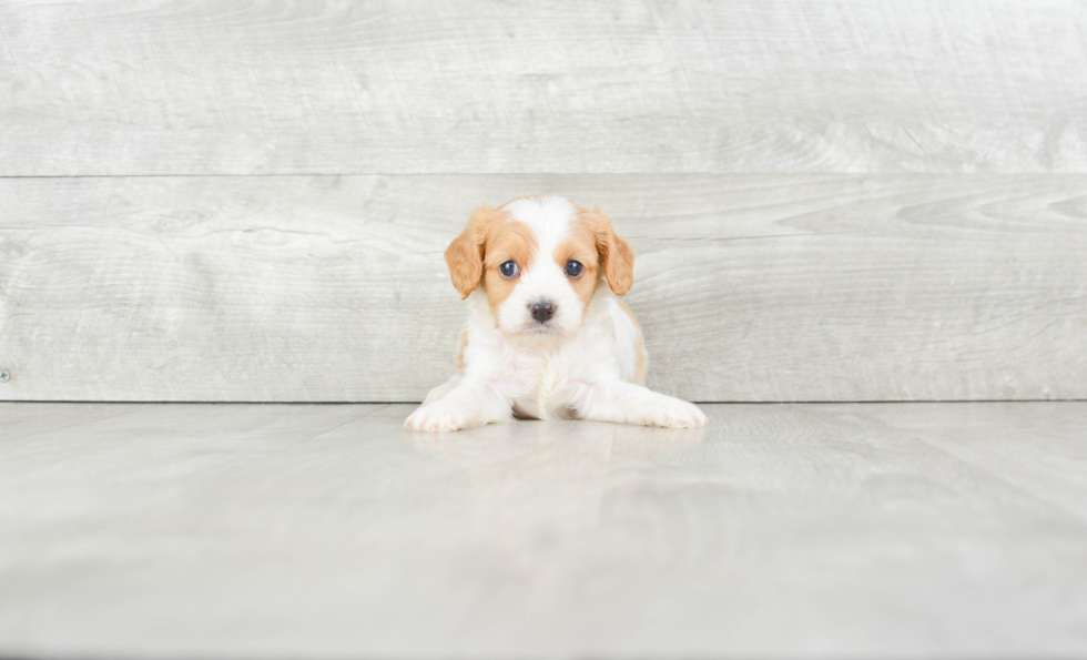 Cavapoo Pup Being Cute