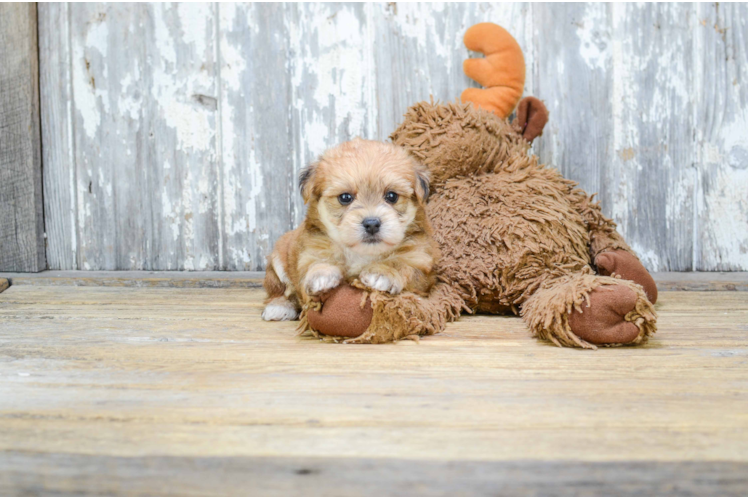 Best Morkie Baby