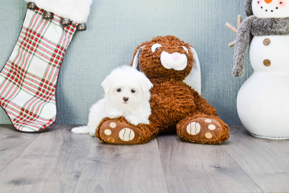 Maltese Pup Being Cute