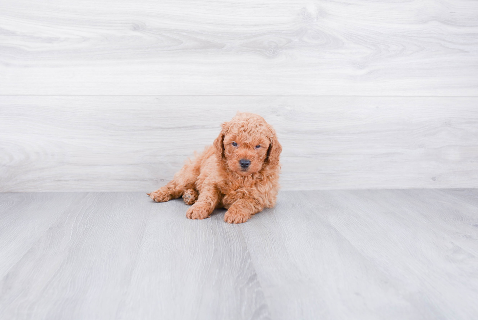 Playful Golden Retriever Poodle Mix Puppy