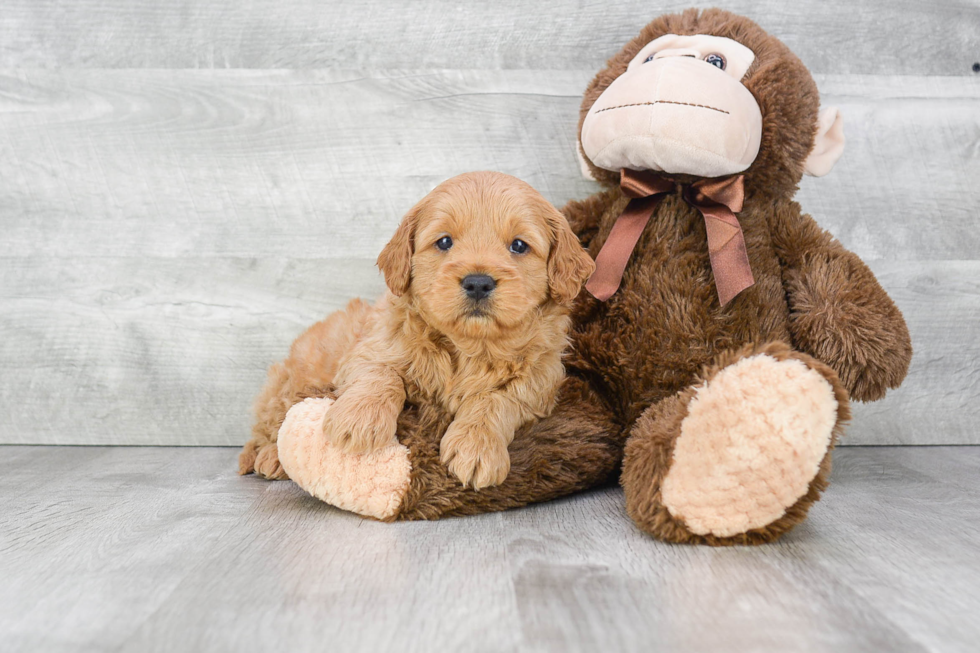 Popular Mini Goldendoodle Poodle Mix Pup