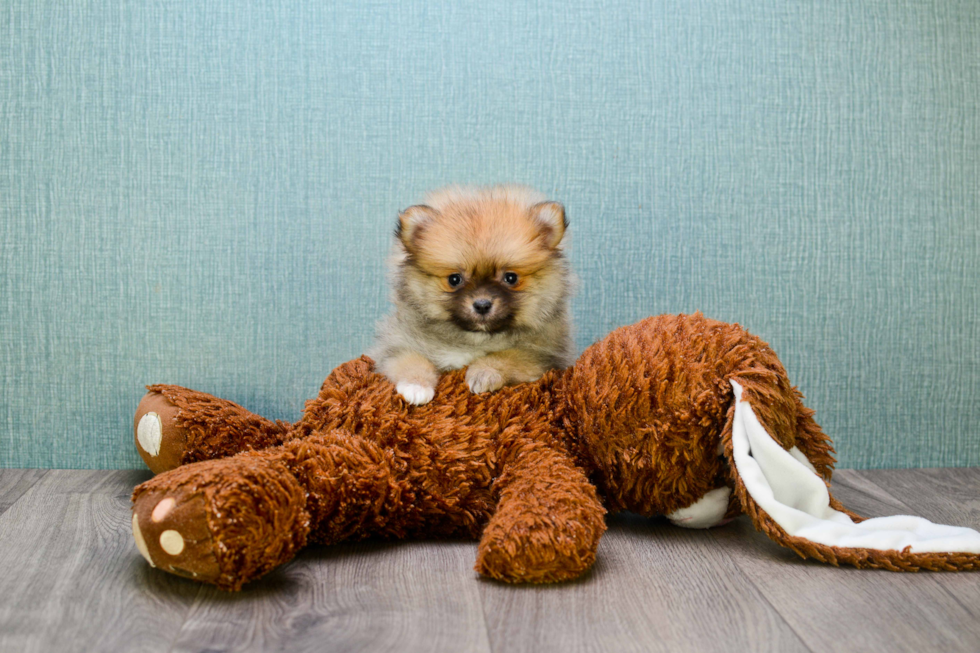 Best Pomeranian Baby