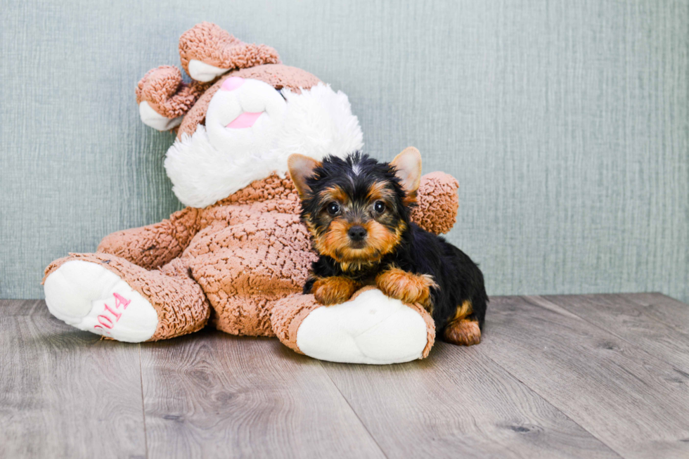 Meet Tinkerbell - our Yorkshire Terrier Puppy Photo 