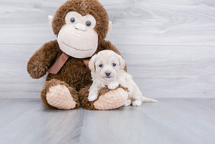 Popular Maltipoo Poodle Mix Pup