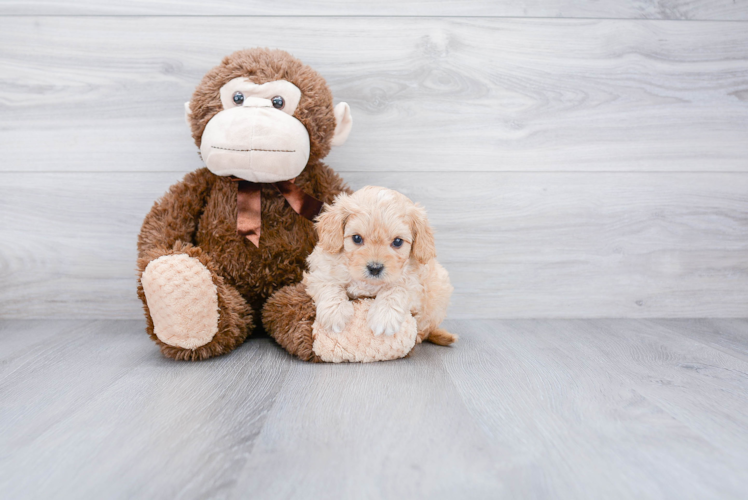 Funny Cavapoo Poodle Mix Pup