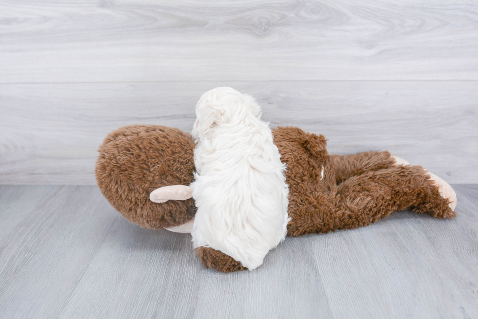 Maltipoo Pup Being Cute