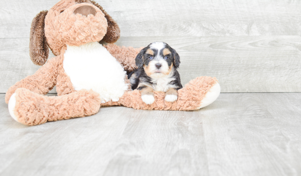 Best Mini Bernedoodle Baby