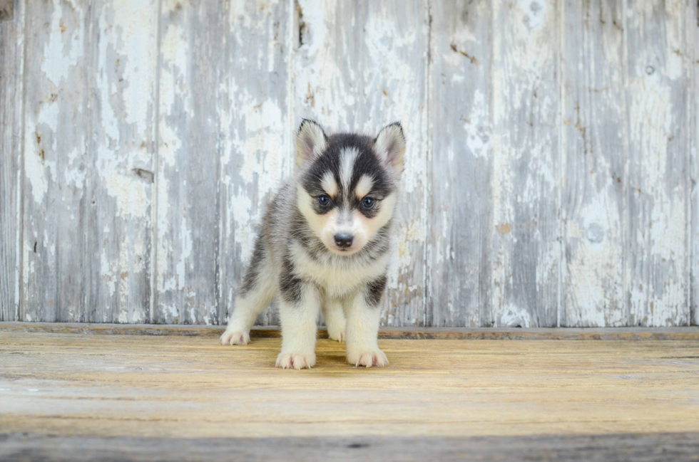 Energetic Mini Husky Designer Puppy