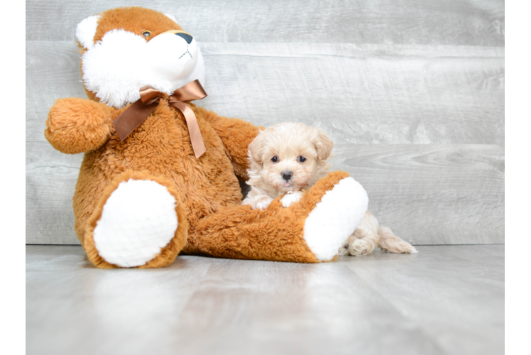 Maltipoo Pup Being Cute