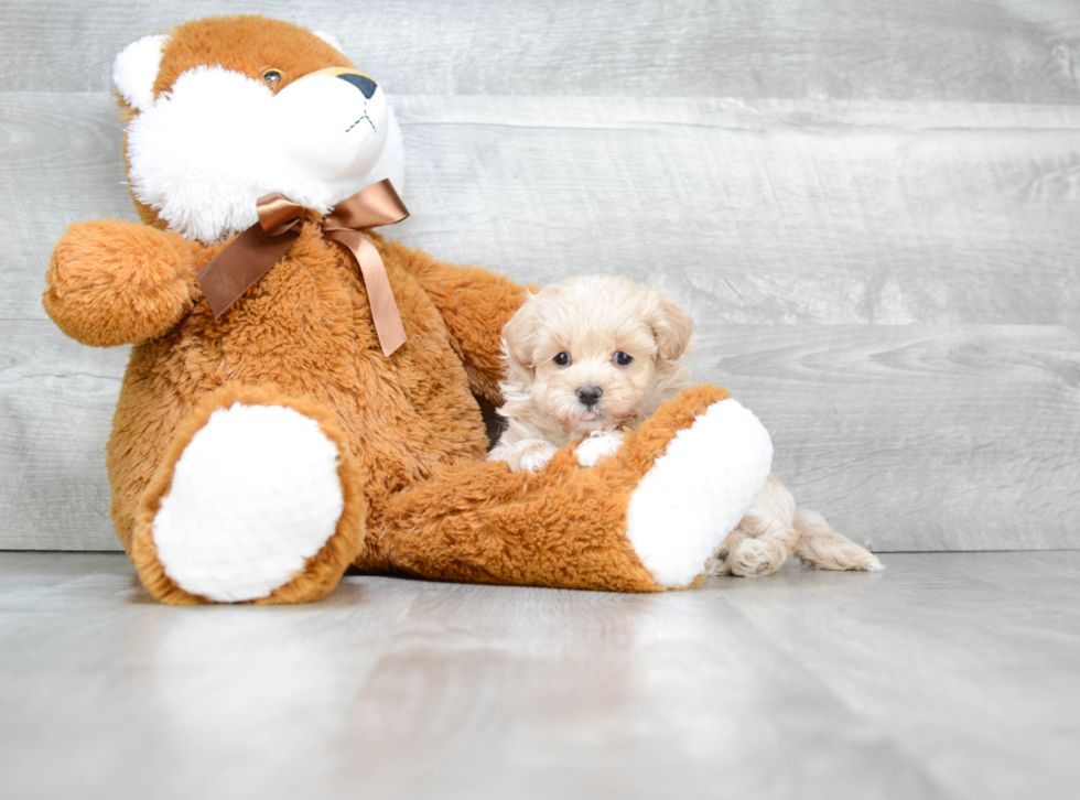 Maltipoo Pup Being Cute