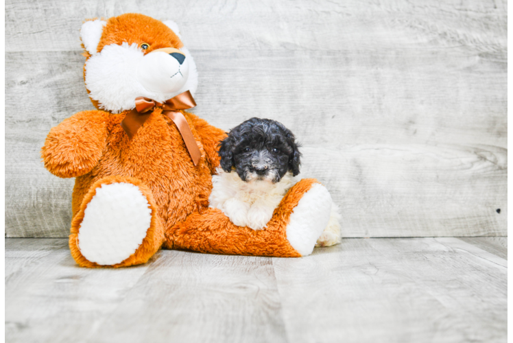 Mini Labradoodle Pup Being Cute