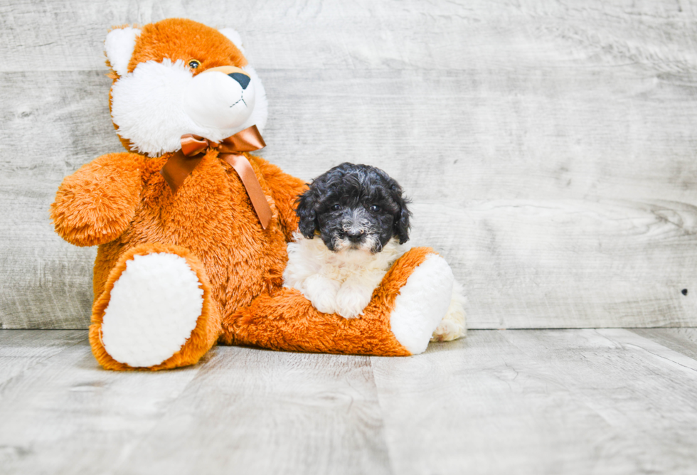 Mini Labradoodle Pup Being Cute