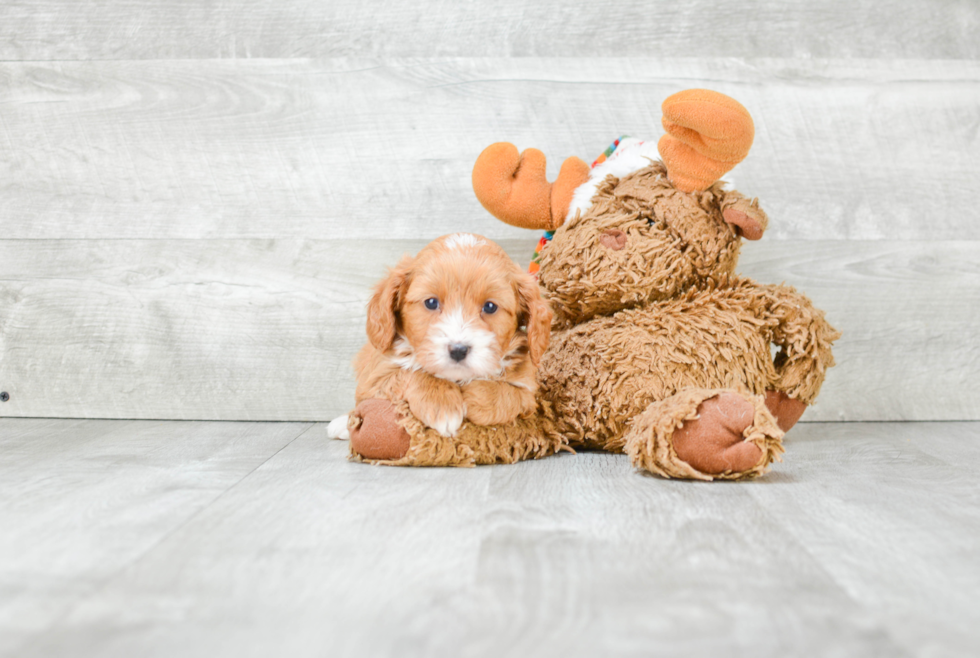 Energetic Cavoodle Poodle Mix Puppy