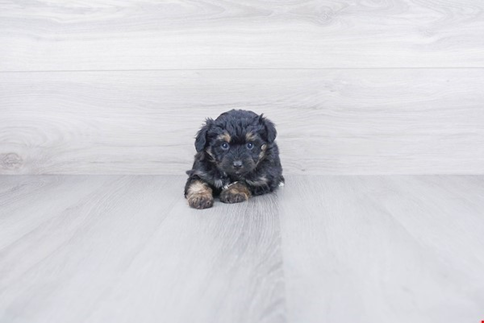 Popular Mini Aussiedoodle Poodle Mix Pup