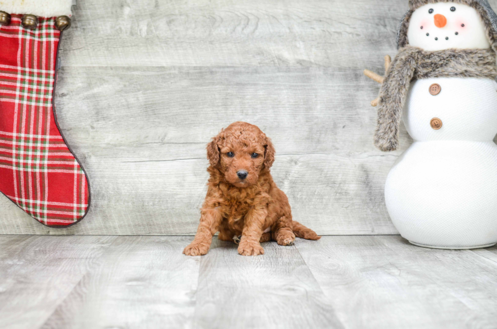 Best Mini Goldendoodle Baby