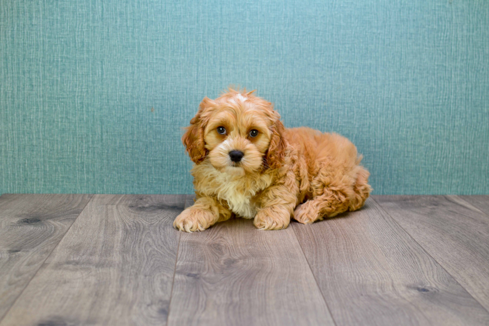 Mini Goldendoodle Puppy for Adoption