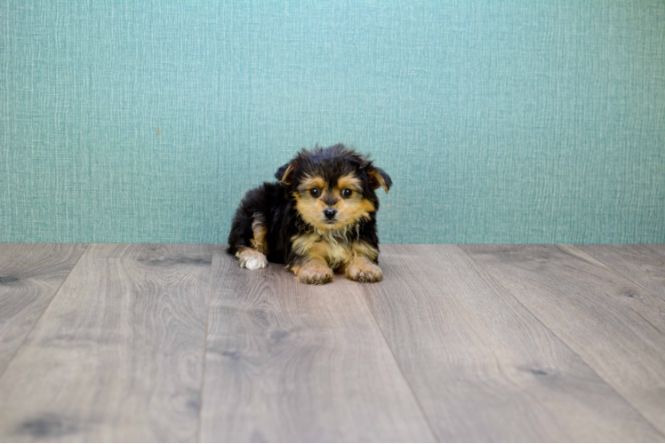 Yorkie Pom Pup Being Cute