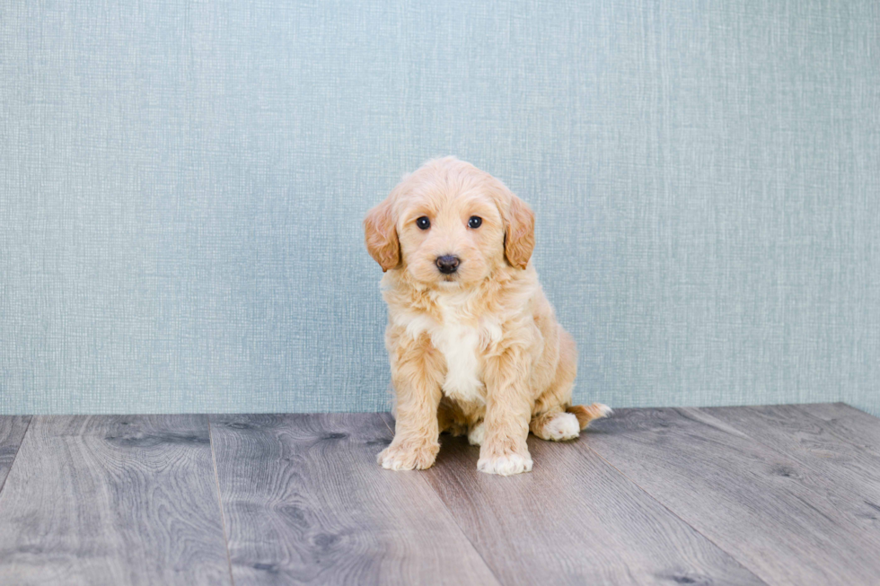 Best Mini Goldendoodle Baby