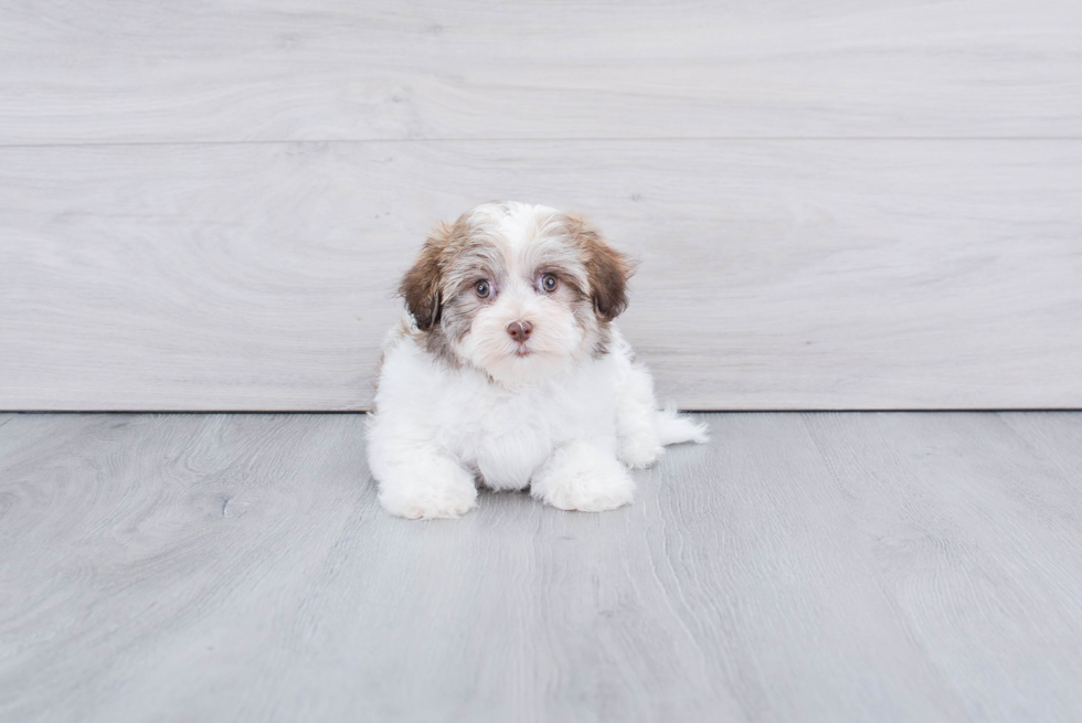 Little Havanese Purebred Pup