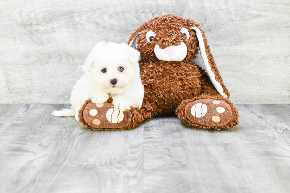 Adorable Maltese Purebred Puppy