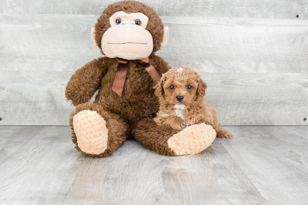 Best Cavapoo Baby