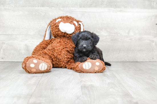 Playful Bernadoodle Poodle Mix Puppy