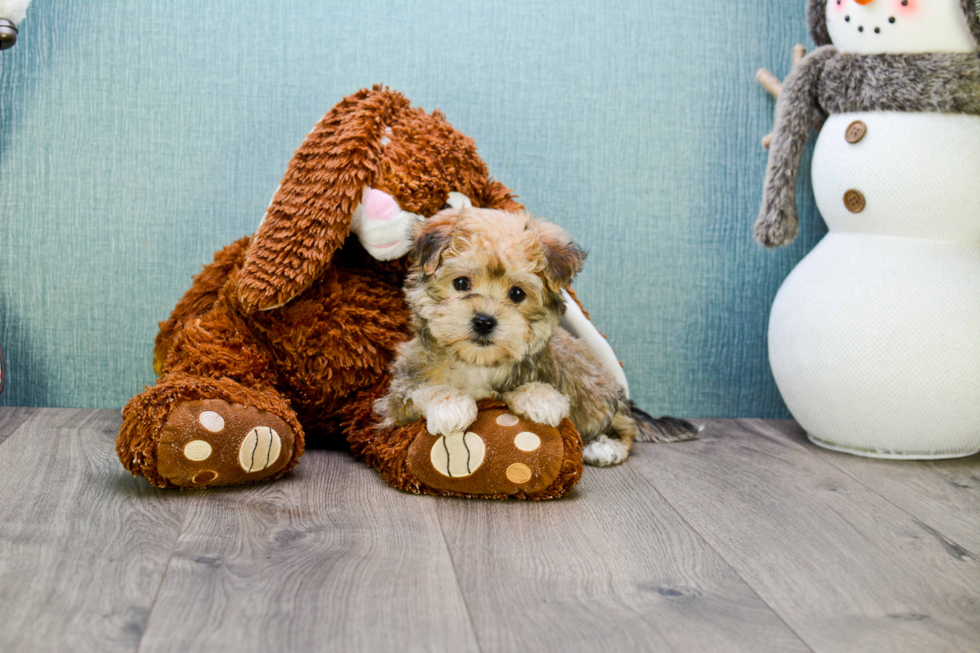 Little Yorkie Designer Puppy