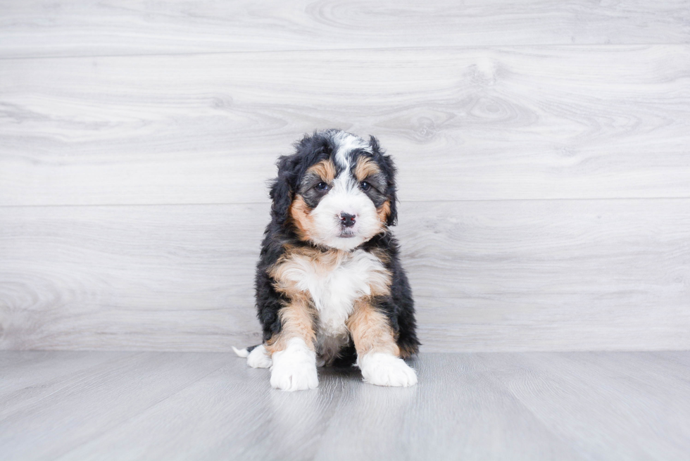 Mini Bernedoodle Pup Being Cute