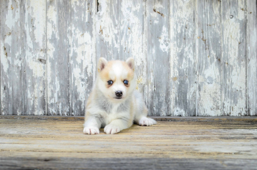 Pomsky Pup Being Cute