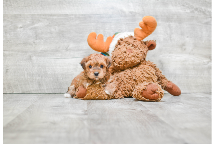 Havanese Pup Being Cute