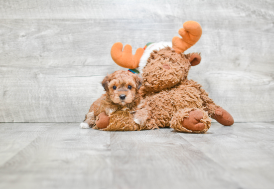 Havanese Pup Being Cute