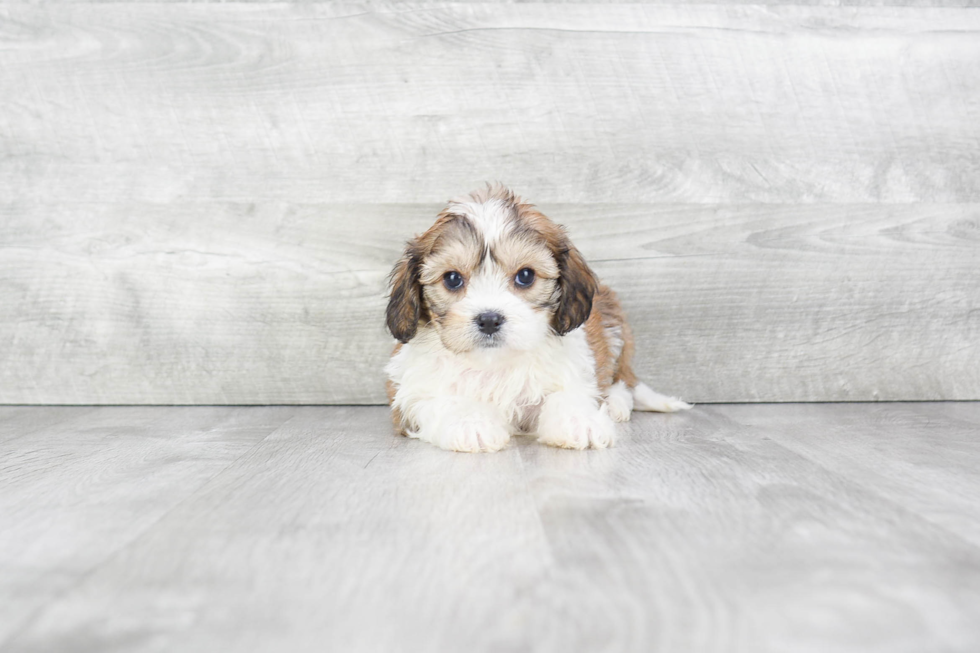 Cavachon Pup Being Cute