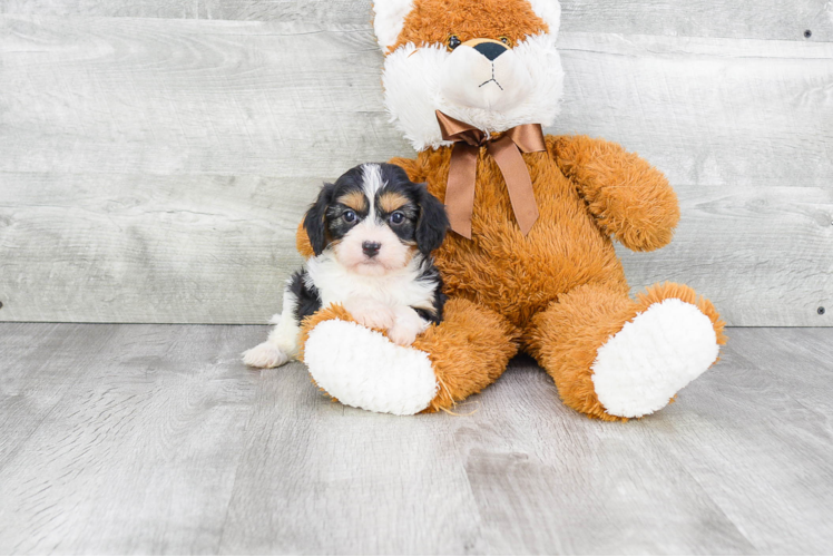 Cavachon Puppy for Adoption