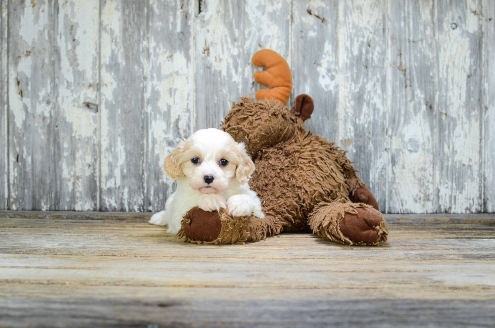 Playful Cavalier Designer Puppy