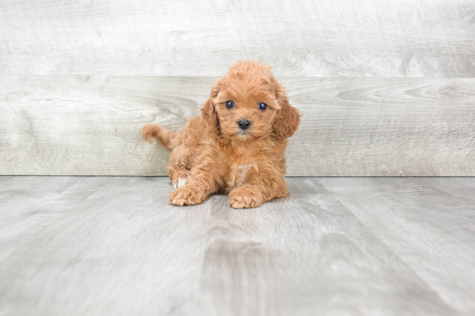 Cavapoo Puppy for Adoption