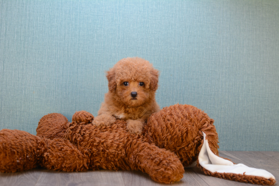 Funny Cavapoo Poodle Mix Pup