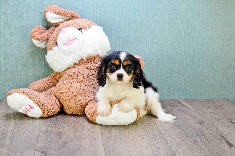 Cavalier King Charles Spaniel Pup Being Cute