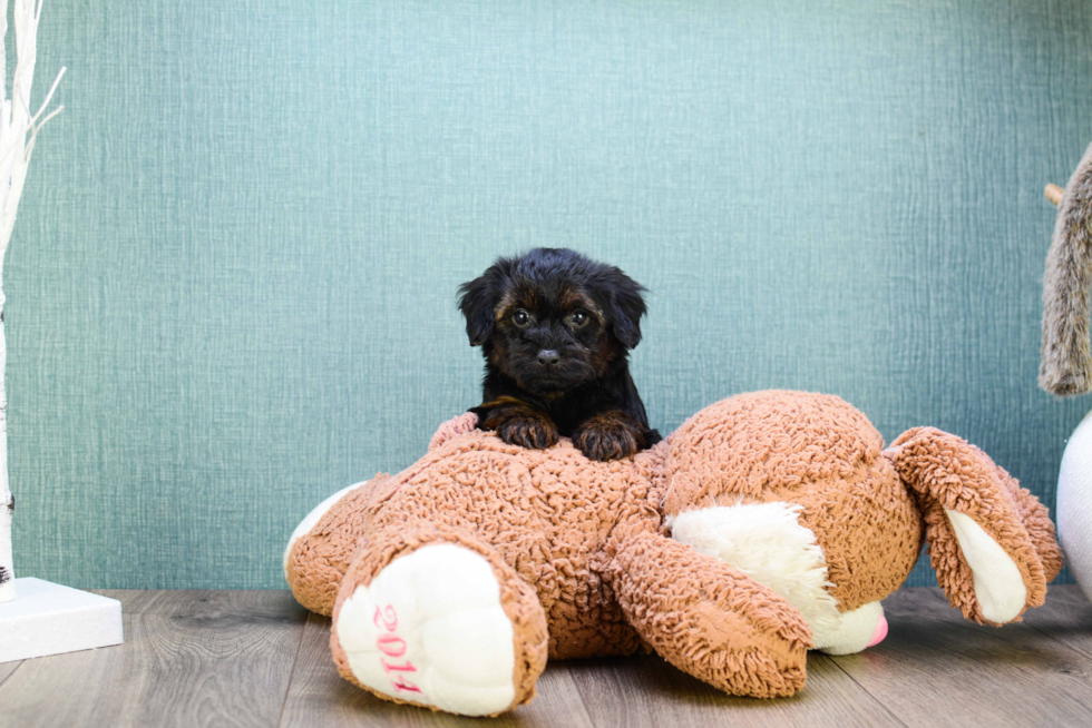 Petite Yorkie Poo Poodle Mix Pup
