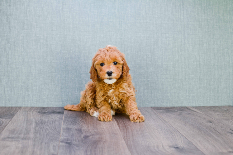 Little Golden Retriever Poodle Mix Puppy