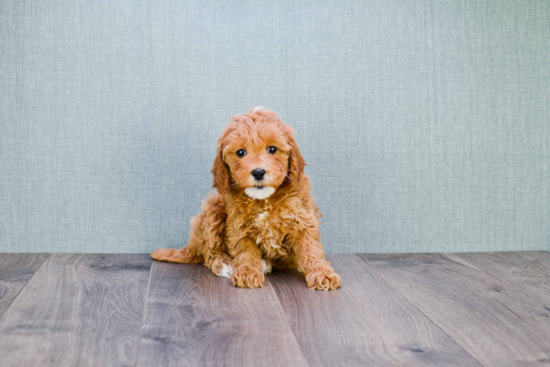 Little Golden Retriever Poodle Mix Puppy