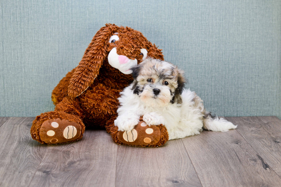 Havanese Pup Being Cute