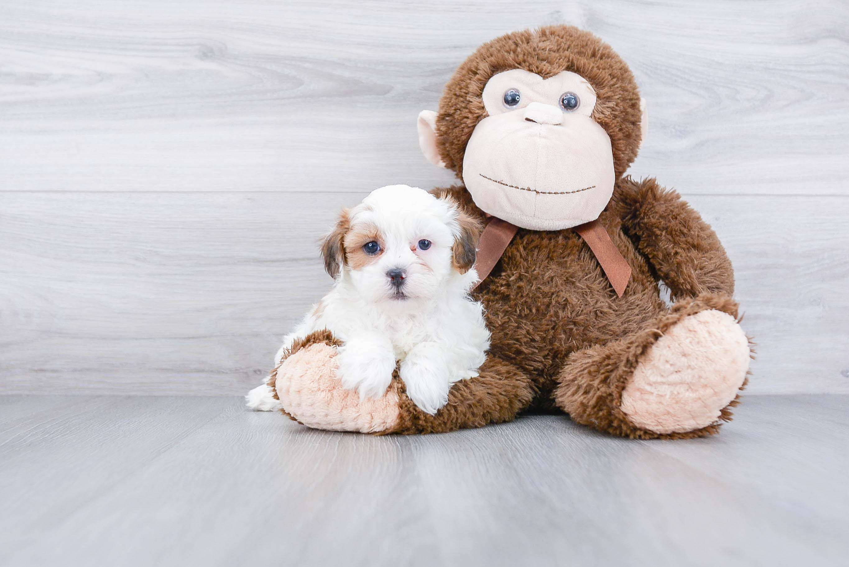 Best Teddy Bear Baby