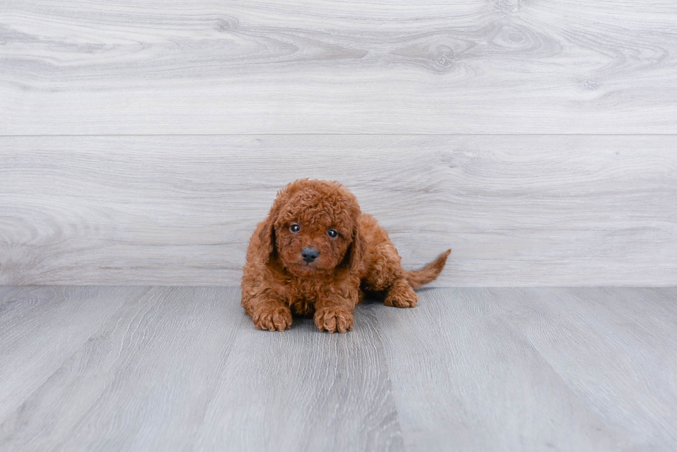 Cavapoo Puppy for Adoption