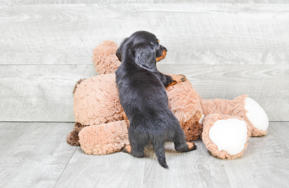 Cute Dachshund Baby