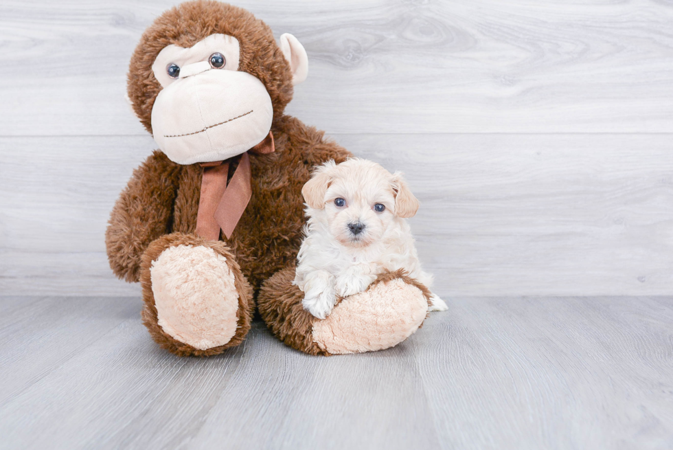 Maltipoo Pup Being Cute